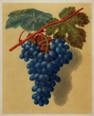 INCONTRI DI DEGUSTAZIONE